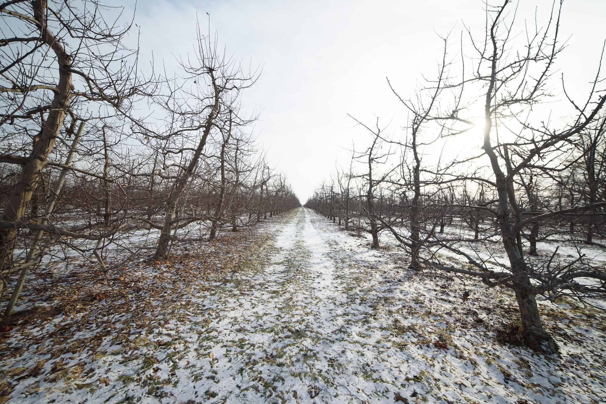 Greenville Winter Wedding