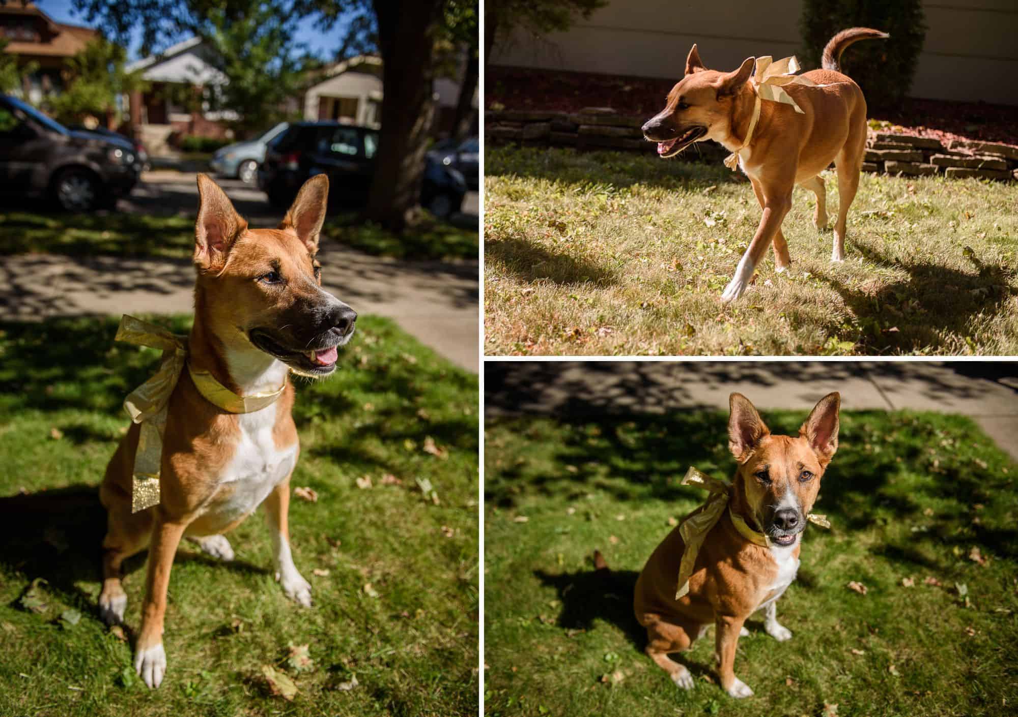 Soldier Field Wedding Chicago